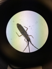 Entomobrya nivalis