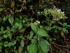 Valeriana scandens