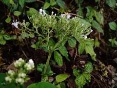 Valeriana scandens