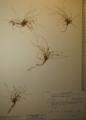 Eleocharis intermedia