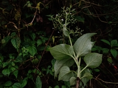 Valeriana scandens