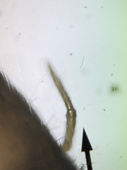 Entomobrya nivalis