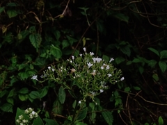 Valeriana scandens