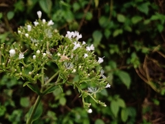 Valeriana scandens