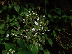 Valeriana scandens