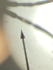 Entomobrya nivalis