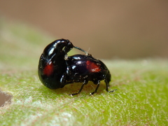Synolabus bipustulatus