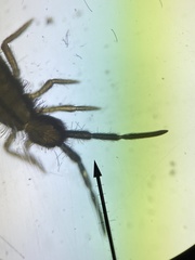 Entomobrya nivalis