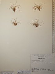 Eleocharis intermedia