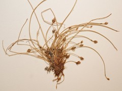 Eleocharis intermedia