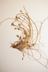 Eleocharis intermedia