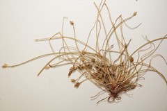 Eleocharis intermedia