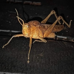 Xyleus discoideus