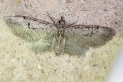 Eupithecia bolterii