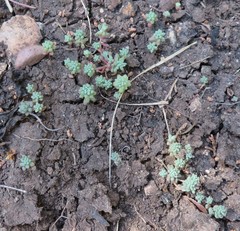 Sedum nuttallii