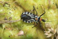 Castolus multicinctus