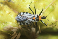 Castolus multicinctus