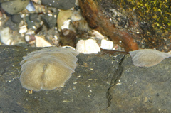 Acotylea