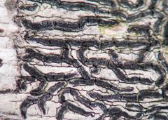 Dimidiographa longissima