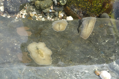 Acotylea