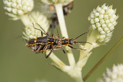 Chauliognathus variegatipennis