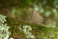 Lycaenidae