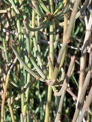 Ephedra gerardiana