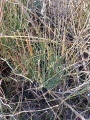 Ephedra gerardiana