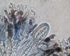 Dimidiographa longissima