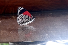 Diaethria