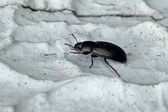 Coleoptera