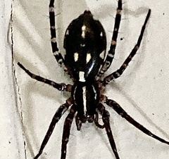 Nyssus