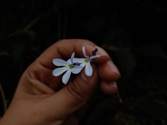Lobelia sartorii
