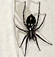 Nyssus