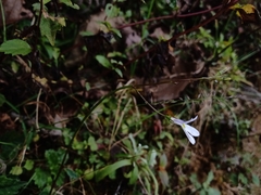 Lobelia sartorii