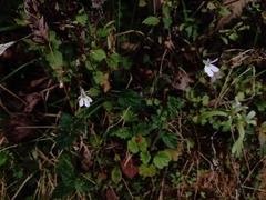 Lobelia sartorii