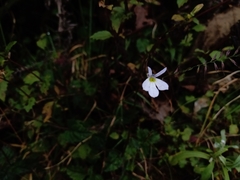 Lobelia sartorii