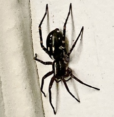 Nyssus