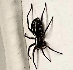 Nyssus