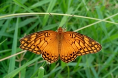 Euptoieta hegesia