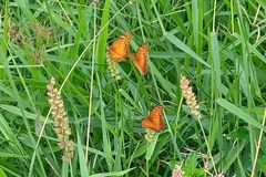 Euptoieta hegesia