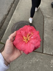 Camellia