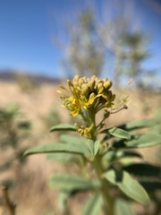 Cleomella palmeri