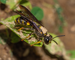 Cerceris atramontensis