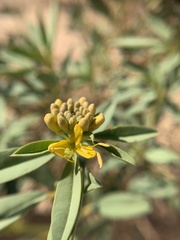 Cleomella palmeri
