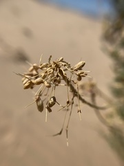 Cleomella palmeri