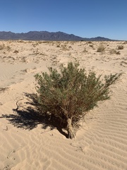 Cleomella palmeri