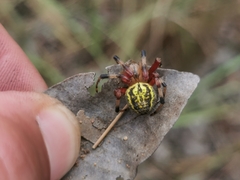 Araneus guttatus
