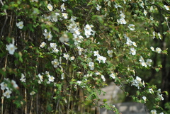 Rosa sericea