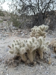 Cylindropuntia chuckwallensis